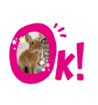 うさぎChirolのスタンプ（個別スタンプ：7）