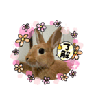 うさぎChirolのスタンプ（個別スタンプ：8）