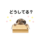 ウェルシュテリア ♡ジェリーさんの1日(14)（個別スタンプ：1）
