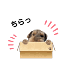 ウェルシュテリア ♡ジェリーさんの1日(14)（個別スタンプ：6）
