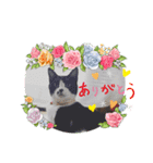はちわれ日和＊なな4＊（個別スタンプ：2）