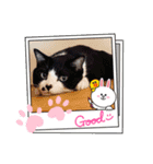 はちわれ日和＊なな4＊（個別スタンプ：4）