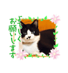 はちわれ日和＊なな4＊（個別スタンプ：8）