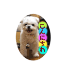 白いチワマルのバニラ2（個別スタンプ：5）