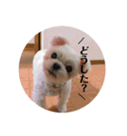 白いチワマルのバニラ2（個別スタンプ：11）
