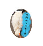 白いチワマルのバニラ2（個別スタンプ：12）