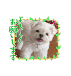白いチワマルのバニラ2（個別スタンプ：13）