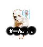 白いチワマルのバニラ2（個別スタンプ：17）