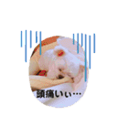 白いチワマルのバニラ2（個別スタンプ：29）