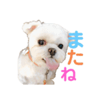 白いチワマルのバニラ2（個別スタンプ：31）