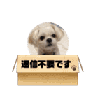 白いチワマルのバニラ2（個別スタンプ：32）