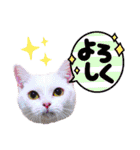 見やすく可愛い猫スタンプ！短足だっていい（個別スタンプ：11）