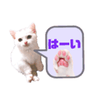 見やすく可愛い猫スタンプ！短足だっていい（個別スタンプ：19）