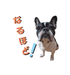 フレブル まるもも（個別スタンプ：21）