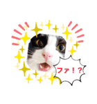 ラブラブなビビ姫とカイロス王子☆11（個別スタンプ：7）