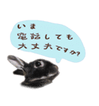 口下手なハーフうさぎのメッセージ（個別スタンプ：1）