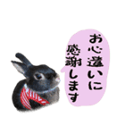 口下手なハーフうさぎのメッセージ（個別スタンプ：2）