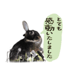 口下手なハーフうさぎのメッセージ（個別スタンプ：3）