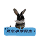 口下手なハーフうさぎのメッセージ（個別スタンプ：4）