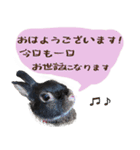 口下手なハーフうさぎのメッセージ（個別スタンプ：5）