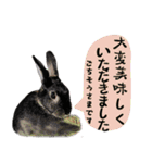 口下手なハーフうさぎのメッセージ（個別スタンプ：6）