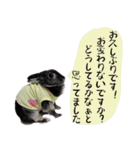 口下手なハーフうさぎのメッセージ（個別スタンプ：7）