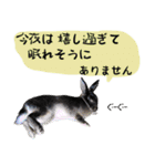 口下手なハーフうさぎのメッセージ（個別スタンプ：8）