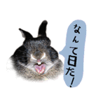 口下手なハーフうさぎのメッセージ（個別スタンプ：10）