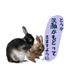 口下手なハーフうさぎのメッセージ（個別スタンプ：11）