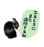 口下手なハーフうさぎのメッセージ（個別スタンプ：12）