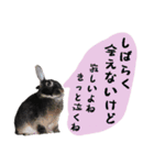 口下手なハーフうさぎのメッセージ（個別スタンプ：13）