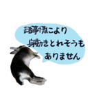 口下手なハーフうさぎのメッセージ（個別スタンプ：15）