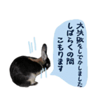 口下手なハーフうさぎのメッセージ（個別スタンプ：16）