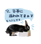 口下手なハーフうさぎのメッセージ（個別スタンプ：17）