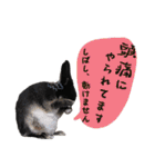 口下手なハーフうさぎのメッセージ（個別スタンプ：18）