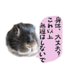 口下手なハーフうさぎのメッセージ（個別スタンプ：20）