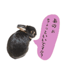 口下手なハーフうさぎのメッセージ（個別スタンプ：21）