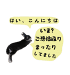 口下手なハーフうさぎのメッセージ（個別スタンプ：23）