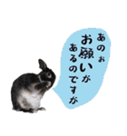 口下手なハーフうさぎのメッセージ（個別スタンプ：24）