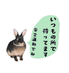 口下手なハーフうさぎのメッセージ（個別スタンプ：25）