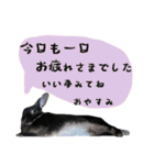 口下手なハーフうさぎのメッセージ（個別スタンプ：28）