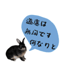 口下手なハーフうさぎのメッセージ（個別スタンプ：29）