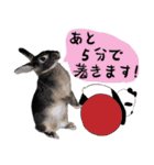 口下手なハーフうさぎのメッセージ（個別スタンプ：30）