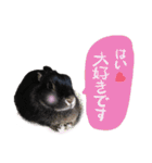 口下手なハーフうさぎのメッセージ（個別スタンプ：31）