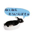 口下手なハーフうさぎのメッセージ（個別スタンプ：33）