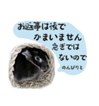 口下手なハーフうさぎのメッセージ（個別スタンプ：34）
