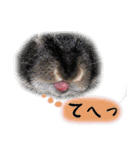 口下手なハーフうさぎのメッセージ（個別スタンプ：35）