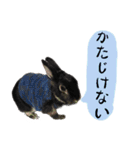 口下手なハーフうさぎのメッセージ（個別スタンプ：36）