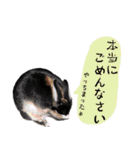 口下手なハーフうさぎのメッセージ（個別スタンプ：37）