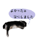 口下手なハーフうさぎのメッセージ（個別スタンプ：39）